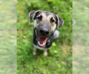 German Shepherd Dog-Unknown Mix Dogs for adoption in Mt. Airy, MD, USA