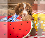 Small Photo #3 Bernedoodle Puppy For Sale in PEYTON, CO, USA