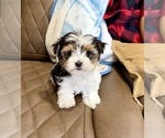 Small #12 Morkie