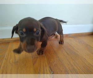 Dachshund Puppy for sale in CANTON, GA, USA