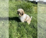 Small Photo #6 Shih Tzu Puppy For Sale in VENETA, OR, USA