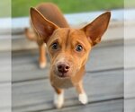 Small Photo #24 Chihuahua-Unknown Mix Puppy For Sale in Arlington, VA, USA