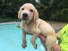 Small Photo #1 Labrador Retriever Puppy For Sale in SOMERVILLE, TN, USA