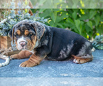 Small Photo #4 Beabull Puppy For Sale in SHIPSHEWANA, IN, USA