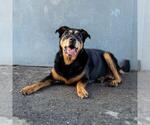 Small #1 Rottweiler Mix
