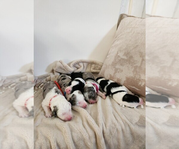 Medium Photo #1 Sheepadoodle Puppy For Sale in LEHI, UT, USA