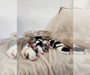 Sheepadoodle Litter for sale in LEHI, UT, USA