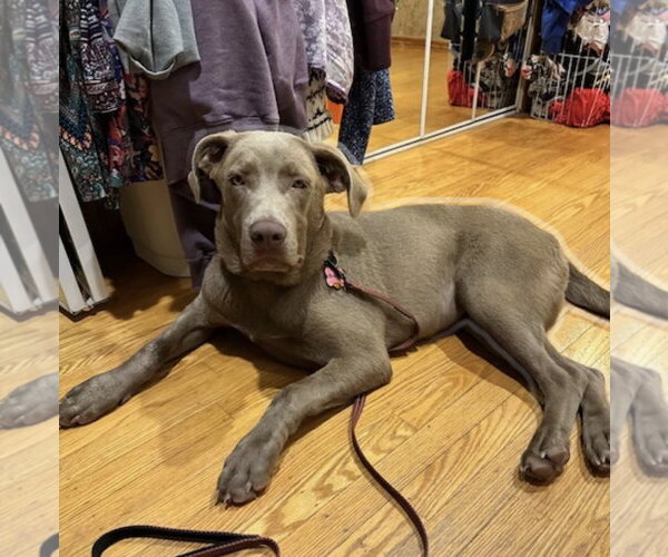 Medium Photo #3 Chocolate Labrador retriever-Unknown Mix Puppy For Sale in Mt. Laurel, NJ, USA