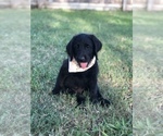Small Photo #4 Labradoodle Puppy For Sale in BRYAN, TX, USA