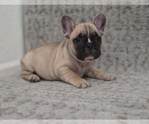 French Bulldog Litter for sale in LAVEEN, AZ, USA