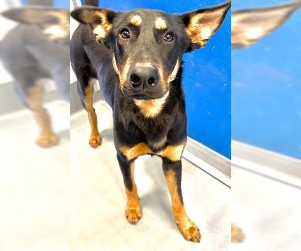 Medium Photo #2 German Shepherd Dog-Unknown Mix Puppy For Sale in Visalia, CA, USA
