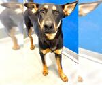Small #1 German Shepherd Dog Mix