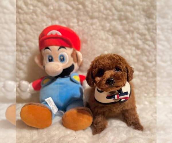 Medium Photo #4 Poodle (Toy) Puppy For Sale in REDLANDS, CA, USA