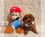 Small #3 Poodle (Toy)