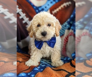 Bichpoo-Poodle (Miniature) Mix Puppy for sale in LINCOLN UNIV, PA, USA