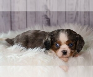 Cavalier King Charles Spaniel Puppy for sale in FREDERICKSBG, OH, USA