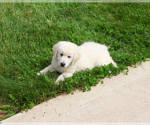 Medium Photo #6 English Cream Golden Retriever Puppy For Sale in SYRACUSE, IN, USA
