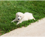 Small #5 English Cream Golden Retriever
