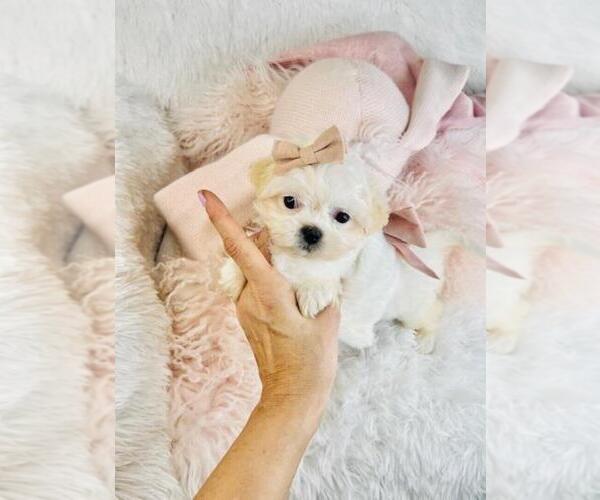 Medium Photo #1 Maltese Puppy For Sale in BOSTON, MA, USA