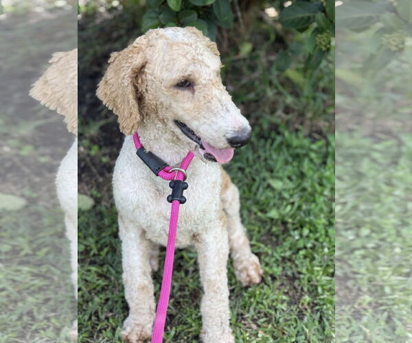 Medium Photo #6 Poodle (Standard) Puppy For Sale in Valrico, FL, USA
