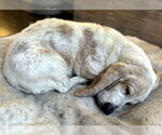 Small #1 Basset Hound