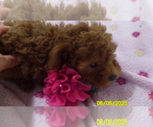 Poodle (Toy) Puppy for sale in DULUTH, GA, USA