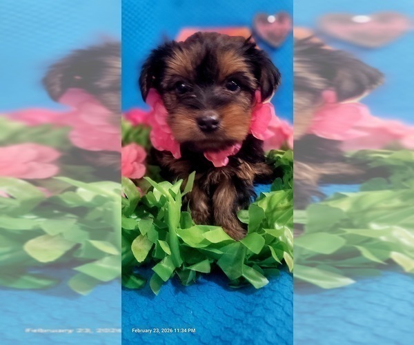 Medium Photo #8 Yorkshire Terrier Puppy For Sale in AKRON, OH, USA