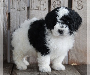 Poodle (Miniature) Puppy for sale in FREDERICKSBURG, OH, USA