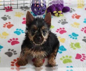Silky Terrier Puppy for sale in ORO VALLEY, AZ, USA