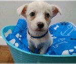 Small Photo #2 Chiweenie Puppy For Sale in MARIETTA, GA, USA