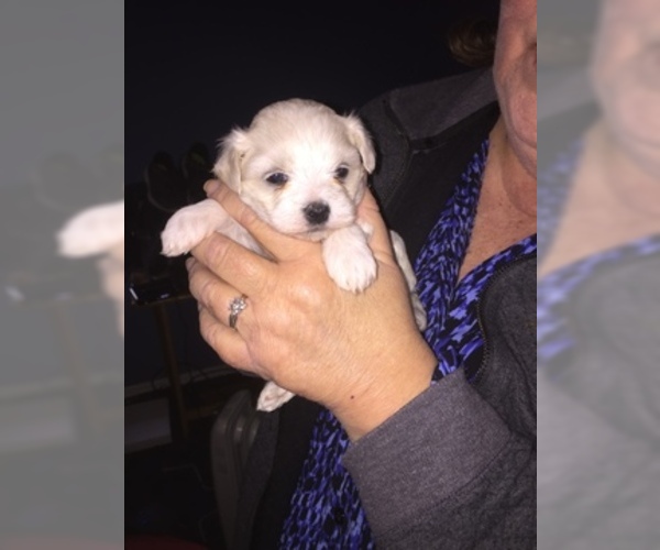 Medium Photo #43 Maltese Puppy For Sale in BRKN ARW, OK, USA