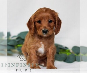 Cavapoo Puppy for sale in EAST EARL, PA, USA
