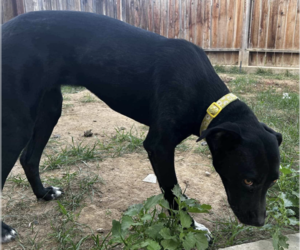 Ember - Female Labrador Retriever-Unknown Mix Dog for Adoption - Photo #2
