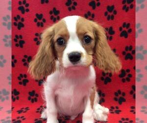 Cavalier King Charles Spaniel Puppy for sale in RUDOLPH, OH, USA