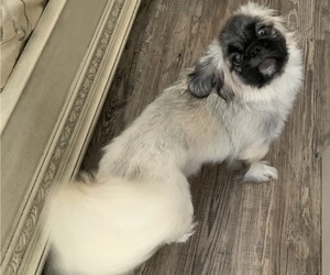 Mother of the Pekingese puppies born on 12/17/2021