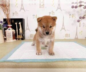 Shiba Inu Puppy for sale in MANHATTAN, NY, USA