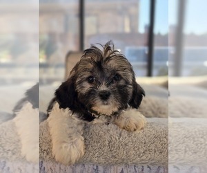 ShihPoo Puppy for sale in ELMHURST, IL, USA