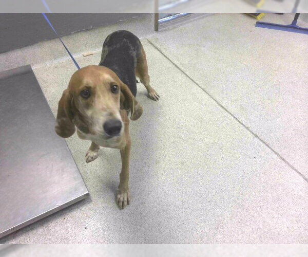 Medium Photo #1 English Foxhound Puppy For Sale in Tallahassee, FL, USA