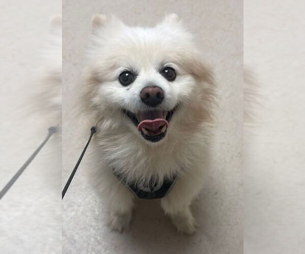 Medium Photo #3 Pomeranian Puppy For Sale in Lebanon, PA, USA