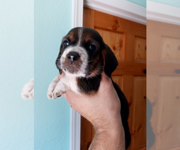 Medium Photo #8 Basset Hound Puppy For Sale in PETERSBURG, IN, USA