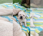 Small Photo #29 Labrador Retriever Puppy For Sale in OLYMPIA, WA, USA