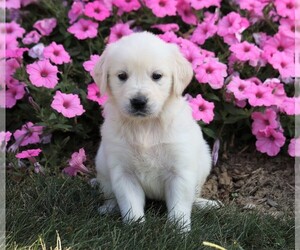 English Cream Golden Retriever Puppy for sale in FREDERICKSBG, OH, USA