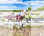 Small Photo #6 French Bulldog Puppy For Sale in ADAMS, TN, USA