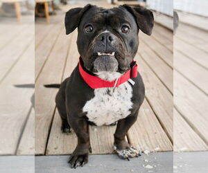 Buggs Dog for Adoption in Westminster, Massachusetts USA