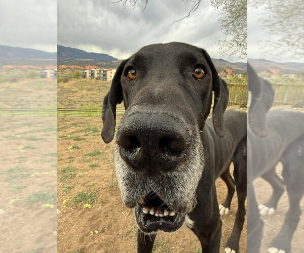 Medium Photo #2 Great Dane Puppy For Sale in Bullard, TX, USA