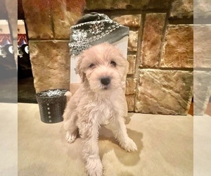 Portuguese Water Dog Puppy for sale in SWARTZ CREEK, MI, USA