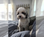 Small Photo #1 Aussiedoodle Miniature  Puppy For Sale in SAINT CLOUD, FL, USA