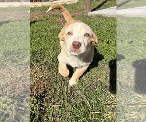 Hawaii : Hilo - Male Labrador Retriever-Unknown Mix Dog for Adoption - Photo #2