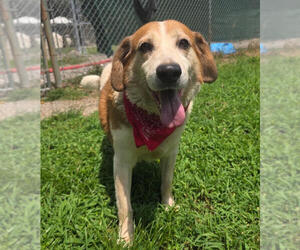 Max - Male Beagle-Unknown Mix Dog for Adoption - Photo #2