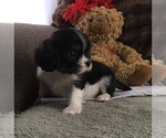 Small Photo #3 Cavalier King Charles Spaniel Puppy For Sale in CLARE, MI, USA
